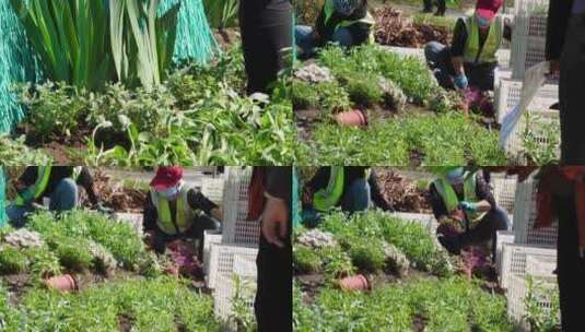 【镜头合集】园丁环卫工人种花栽花绿化高清在线视频素材下载