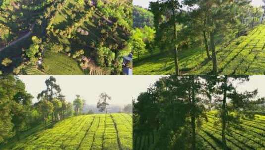 贵州久安茶场航拍，夕阳逆光下的茶山高清在线视频素材下载