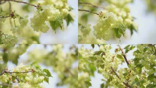 4K花草植物素材——绿色樱花高清在线视频素材下载