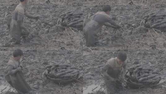藕农在冬季的藕塘里挖藕LOG视频素材高清在线视频素材下载