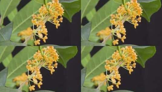 八月桂花盛开-枝头上的桂花4k视频高清在线视频素材下载