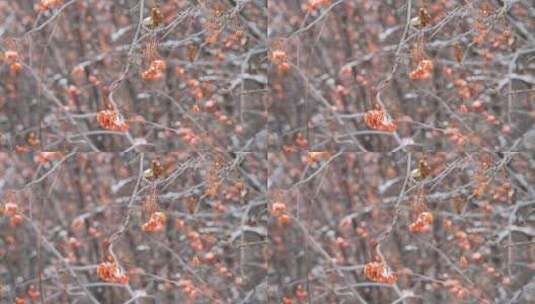 大兴安岭冬季雪中的花楸高清在线视频素材下载