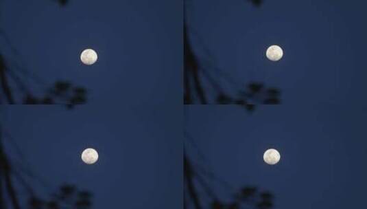 月亮挂在夜空，树叶随风而动高清在线视频素材下载