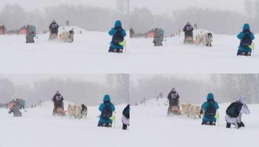 哈士奇雪橇狗拉着慢动作高清在线视频素材下载