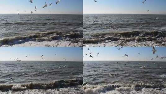 许多海鸥在海边飞翔高清在线视频素材下载