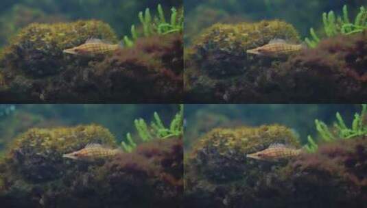 虾虎鱼观赏鱼热带鱼水下高清在线视频素材下载