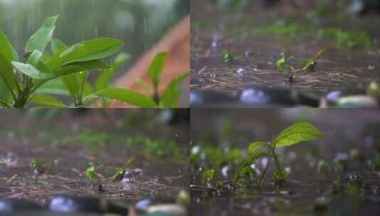 写意简约大气雨打树叶实拍素材高清在线视频素材下载