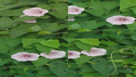 喇叭花花朵4K实拍视频 (1)高清在线视频素材下载