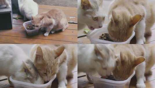 流浪猫喂食高清在线视频素材下载