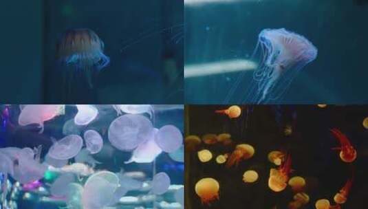 海洋馆水母高清在线视频素材下载