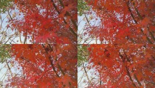 树叶秋高气爽秋天里的红色枫叶高清在线视频素材下载