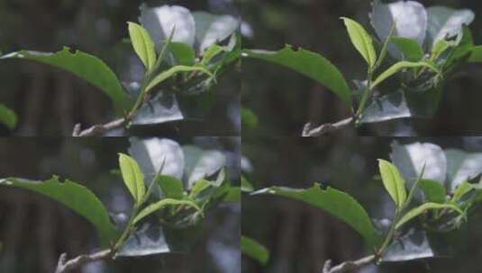 高山 古树茶  白年古树茶  勐海古树茶高清在线视频素材下载