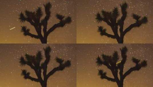 星空和人和树高清在线视频素材下载