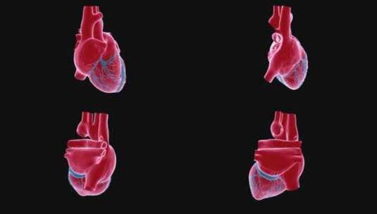 人体心脏高清在线视频素材下载