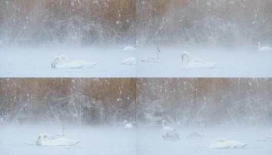 冬季大雪纷飞新疆白天鹅谱写浪漫冬日恋歌高清在线视频素材下载