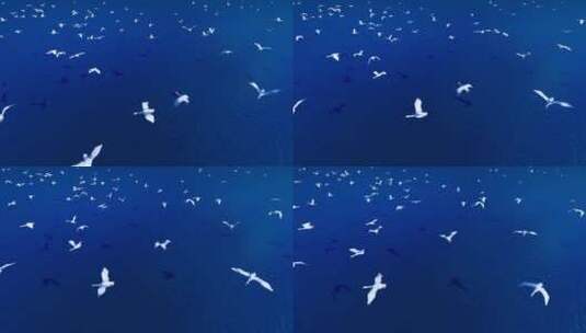 4K 大海天鹅飞舞俯拍慢动作高清在线视频素材下载