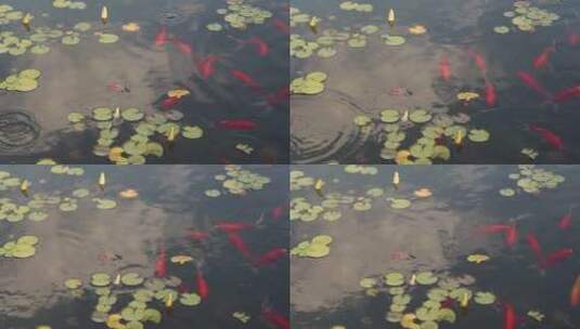 池塘里游动的金鱼高清在线视频素材下载