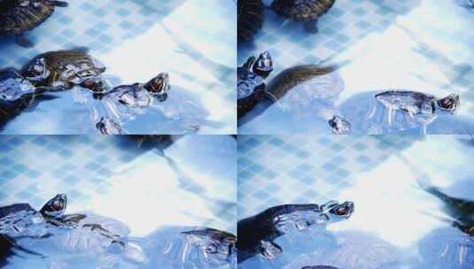 池塘里的乌龟高清在线视频素材下载