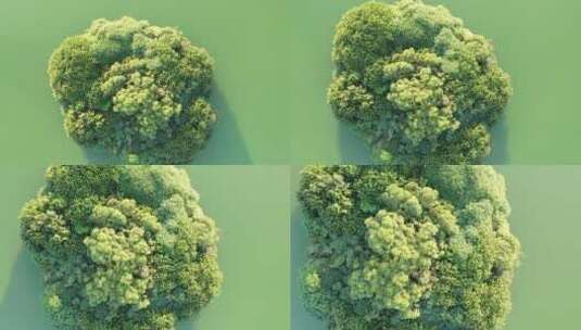 湖面绿色森林飞鸟绿色生态自然环境植被航拍高清在线视频素材下载