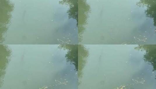 河里的小鱼高清在线视频素材下载