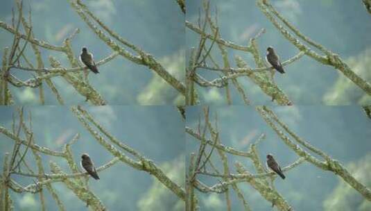 小鸟停在枯枝上高清在线视频素材下载