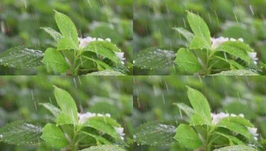 下雨中的绿色植物高清在线视频素材下载