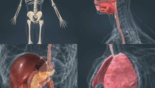 医学医疗人体器官通用三维动画高清在线视频素材下载