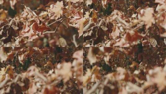 秋风中摇摆的树叶慢镜头高清在线视频素材下载