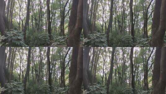 森林中的灌木丛树木高清在线视频素材下载