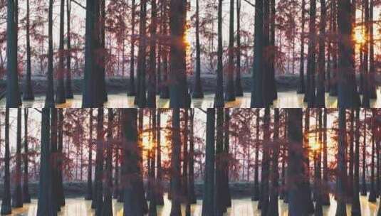 秋天武汉涨渡湖湿地红色水上森林水杉高清在线视频素材下载