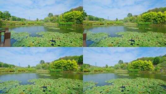 湿地公园风景莲花睡莲池塘湖景风光高清在线视频素材下载