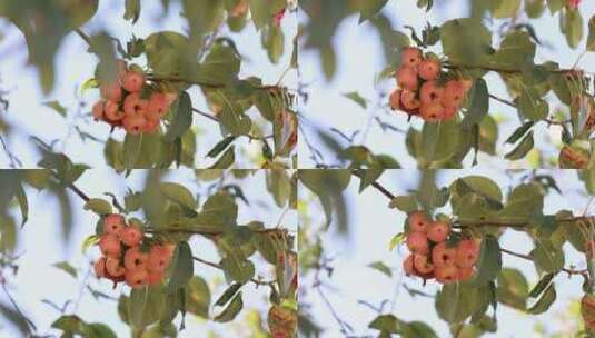 树上的海棠果  果实累累高清在线视频素材下载