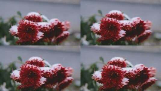 雪下绿叶的红菊花。第一场雪高清在线视频素材下载