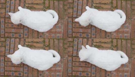 大白猫趴在红砖路面休息张望高清在线视频素材下载