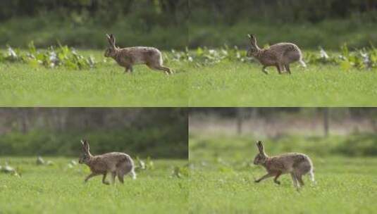 野兔野生兔子兔子素材高清在线视频素材下载