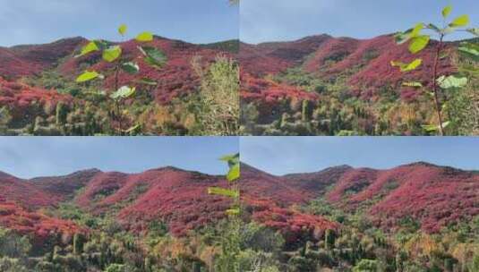 济南捎近村，秋天满山红叶成近郊游高清在线视频素材下载