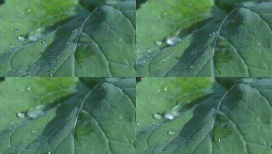 油菜花叶上的水珠高清在线视频素材下载