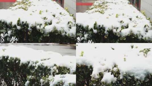 冬季 冬天 飘雪 下雪 大雪 雪花 白雪高清在线视频素材下载