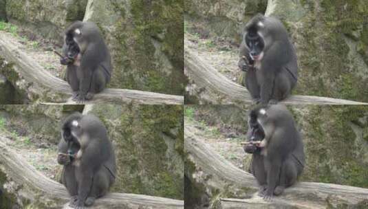 猴子 野生猴子高清在线视频素材下载