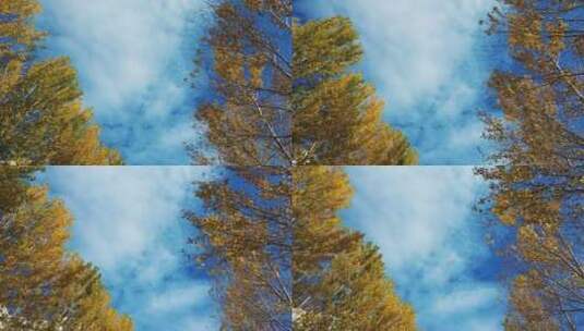 蓝天唯美树林高清在线视频素材下载