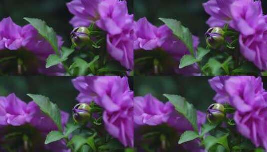 菊花大丽花紫色大花花瓣高清在线视频素材下载