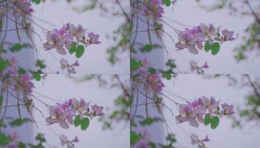 清明踏青春季赏花红紫荆水平视角高清在线视频素材下载