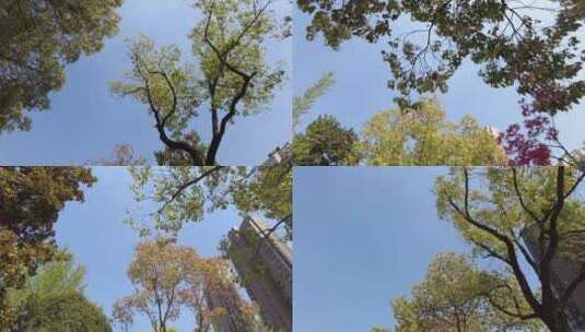 仰望天空穿过树林高清在线视频素材下载