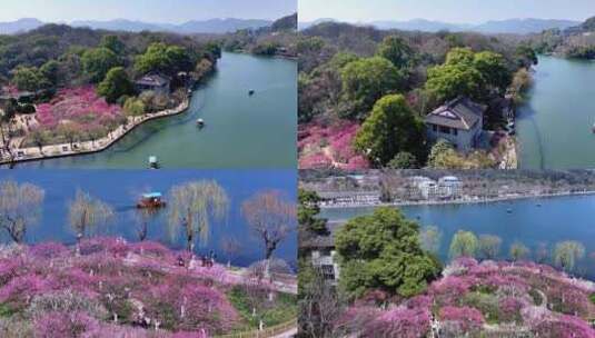 （合集）杭州西湖孤山公园梅花盛开高清在线视频素材下载