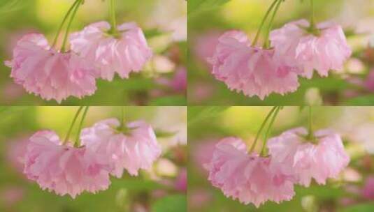 美丽的樱花盛开高清在线视频素材下载