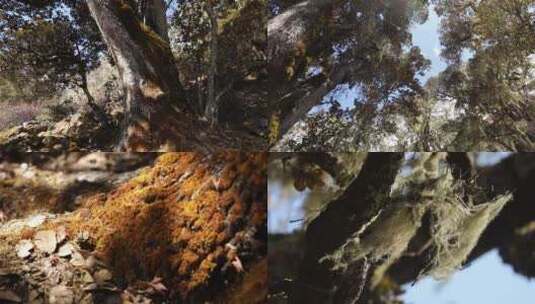 森林阳光叶子高清在线视频素材下载