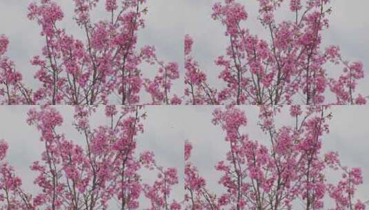 春天唯美樱花盛开高清在线视频素材下载