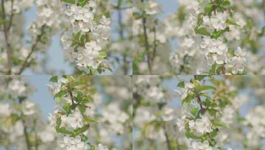 白色海棠花春天花朵花瓣特写空景空镜高清在线视频素材下载