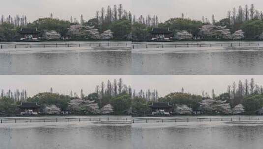 杭州西湖 曲院风荷 春天 樱花季 延时高清在线视频素材下载