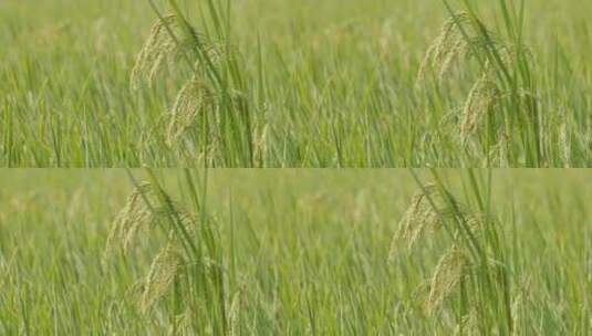 农村水稻田野粮食庄稼丰收高清在线视频素材下载